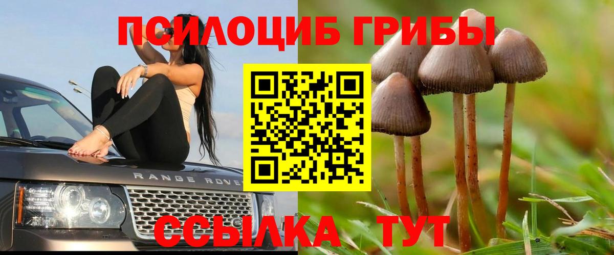 Галлюциногенные грибы Cubensis Новодвинск